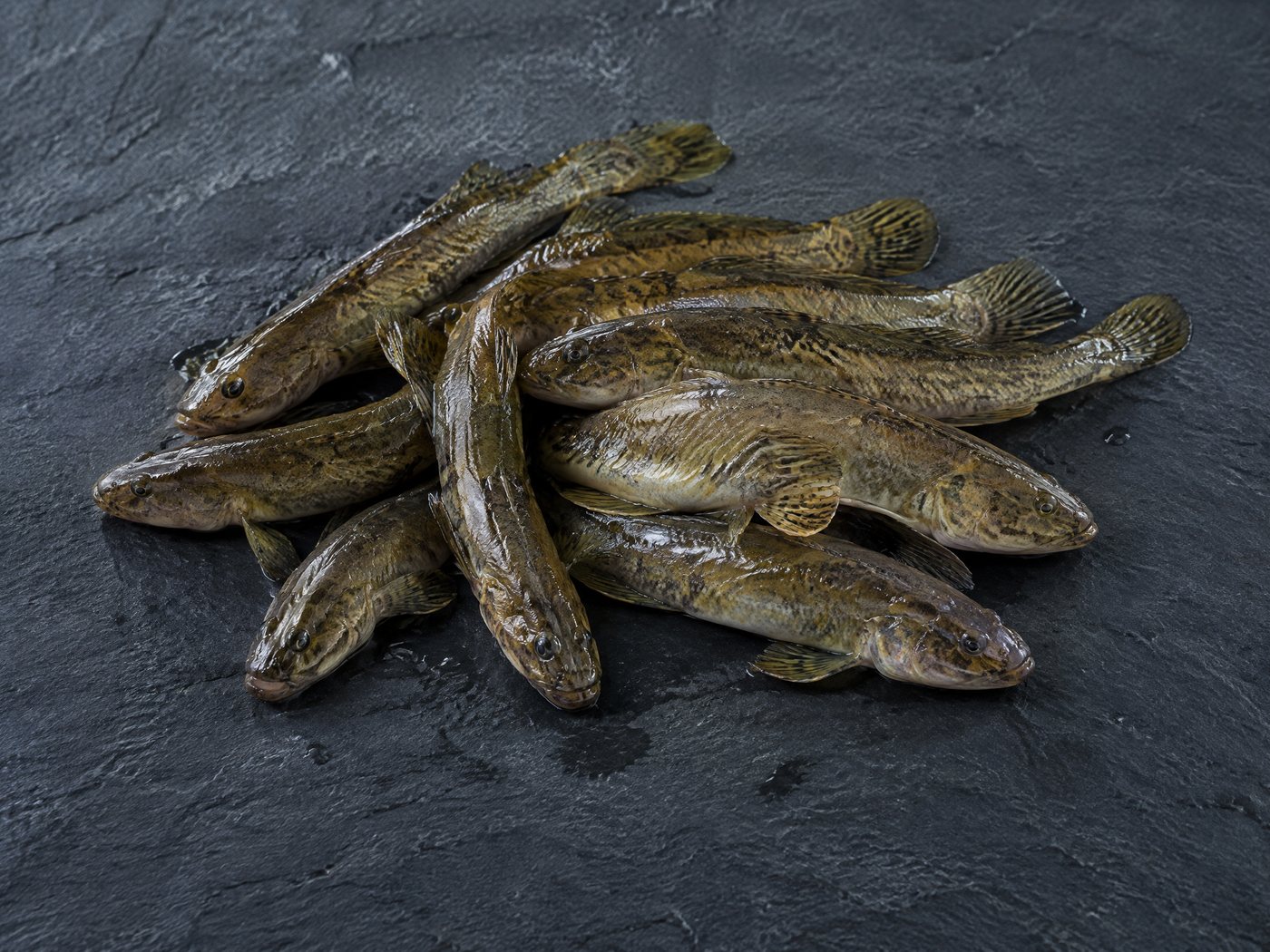 Mudminnows
