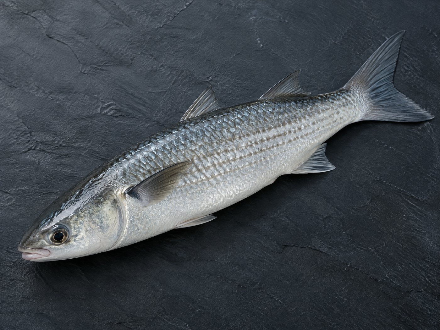 Mullet