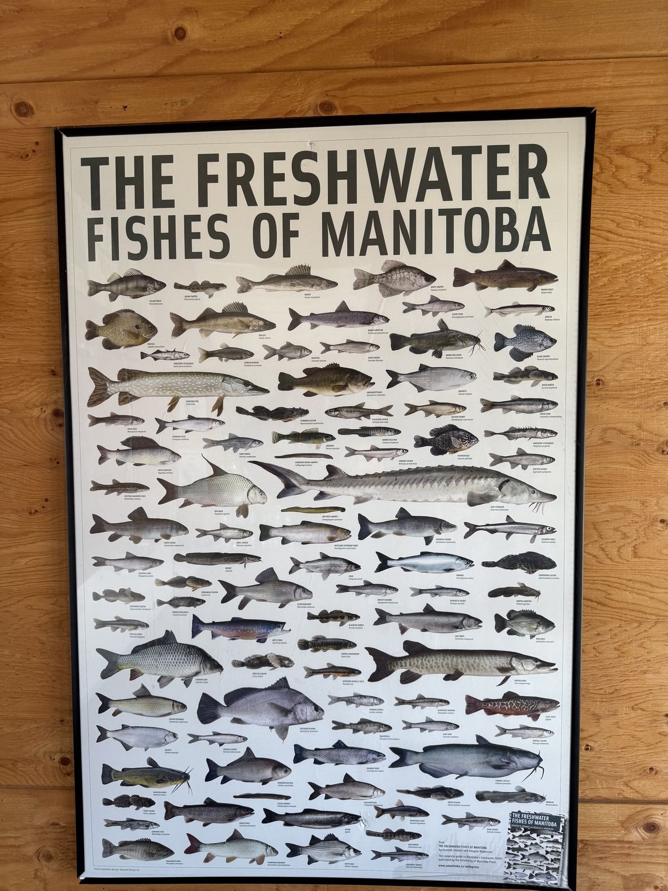 Contact Johannson Fisheries