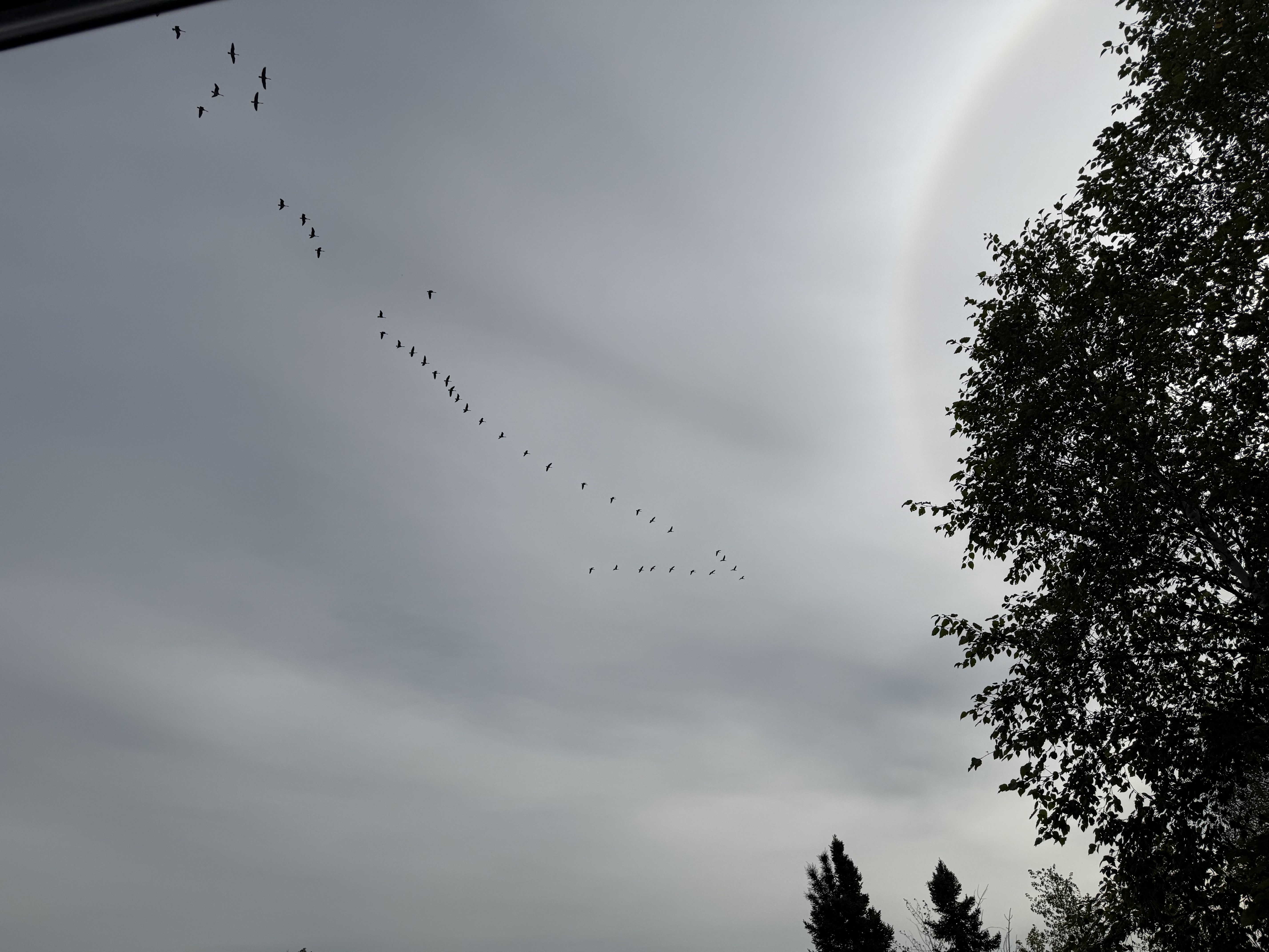 Birds flying over the Interlake landscape