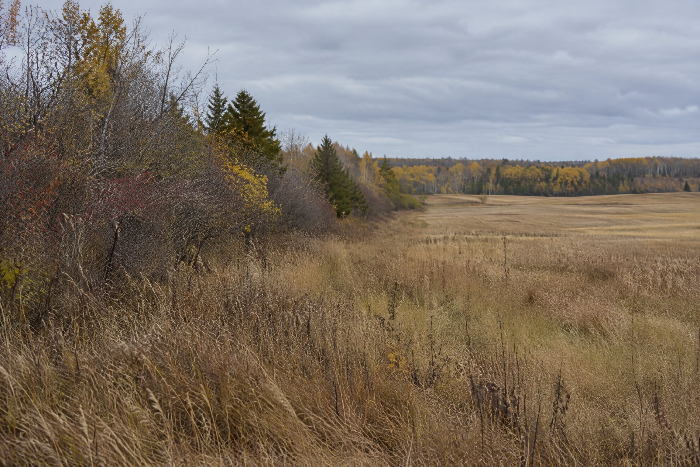 Open field and woodland edge habitat