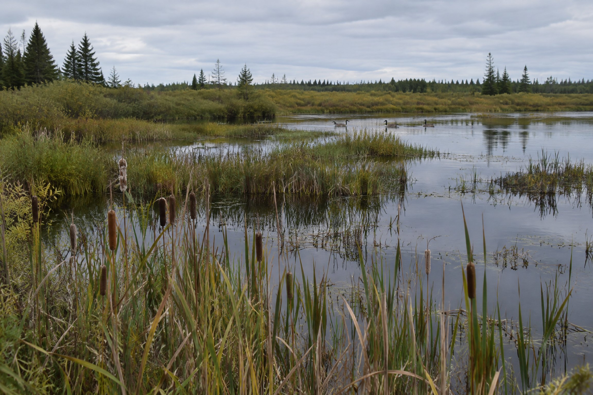 Wetland reeds and waterfowl habitat