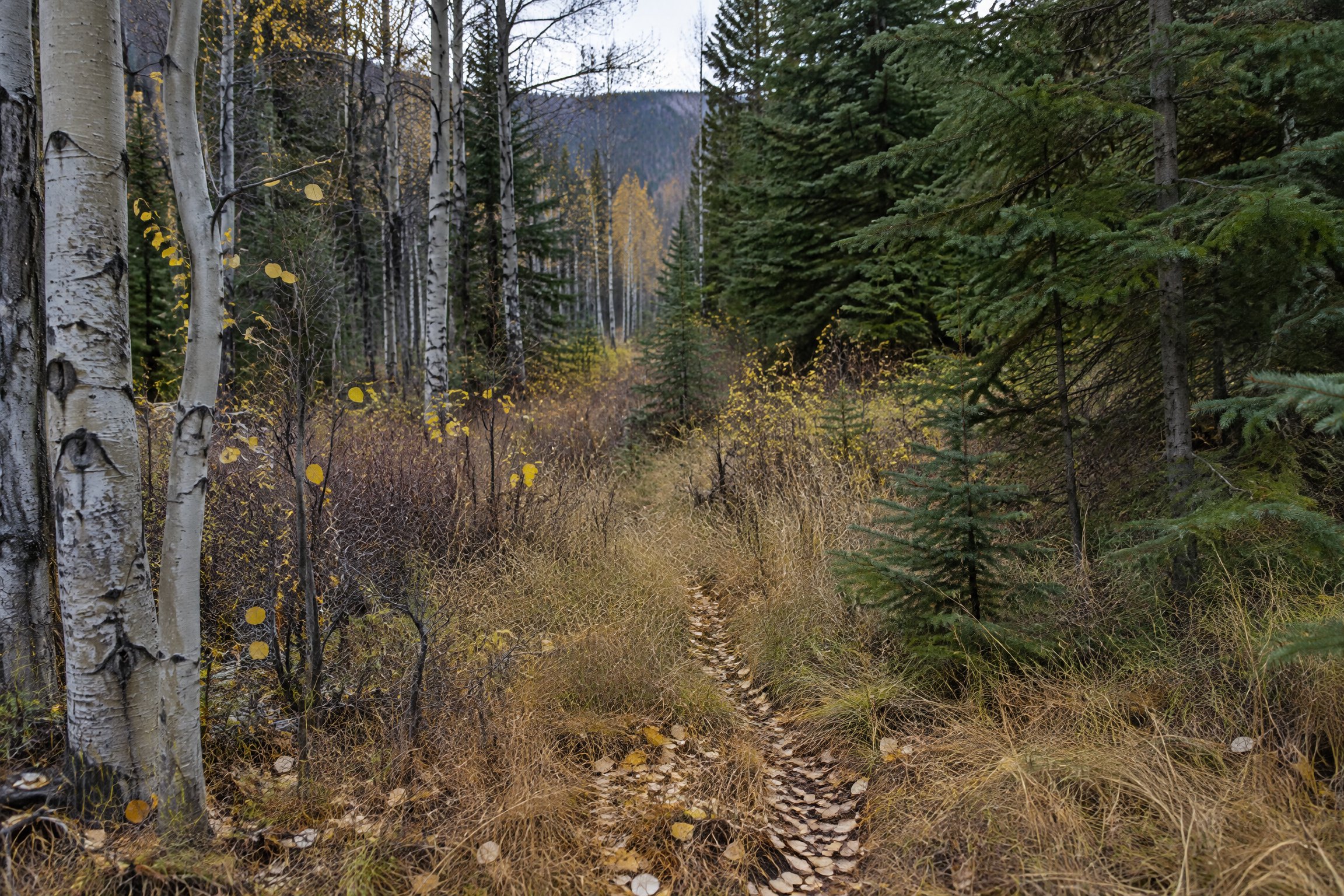 Aspen and spruce woodland edge